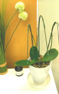 dear-bride-tokyo-phalaenopsis-orchid